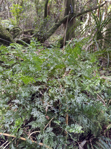 Hymenophyllum dilatatum, photograph 5