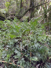 (c) Jeremy Rolfe, some rights reserved (CC BY) Hymenophyllum dilatatum, photograph (c) Jeremy Rolfe, some rights reserved (CC BY)
