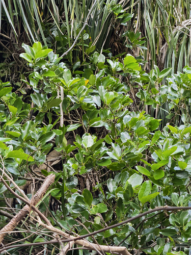 Griselinia lucida, photograph 3