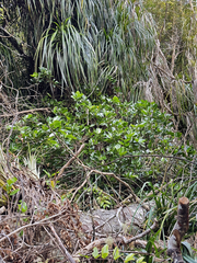 (c) Jeremy Rolfe, some rights reserved (CC BY) Griselinia lucida, photograph (c) Jeremy Rolfe, some rights reserved (CC BY)