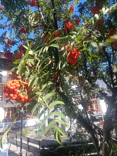 European mountain ash