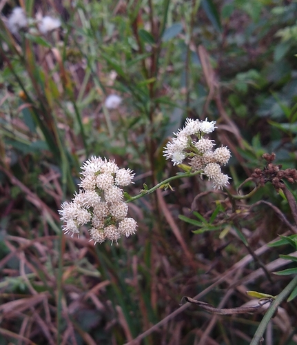 Baccharis glutinosa, photograph 3