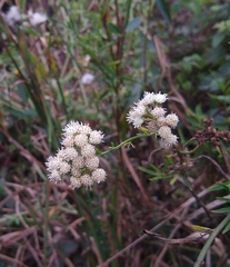 author not stated, no rights reserved Baccharis glutinosa, photograph author not stated, no rights reserved