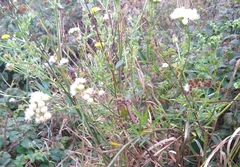 author not stated, no rights reserved Baccharis glutinosa, photograph author not stated, no rights reserved