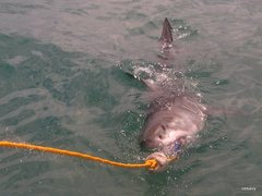 Carcharodon carcharias