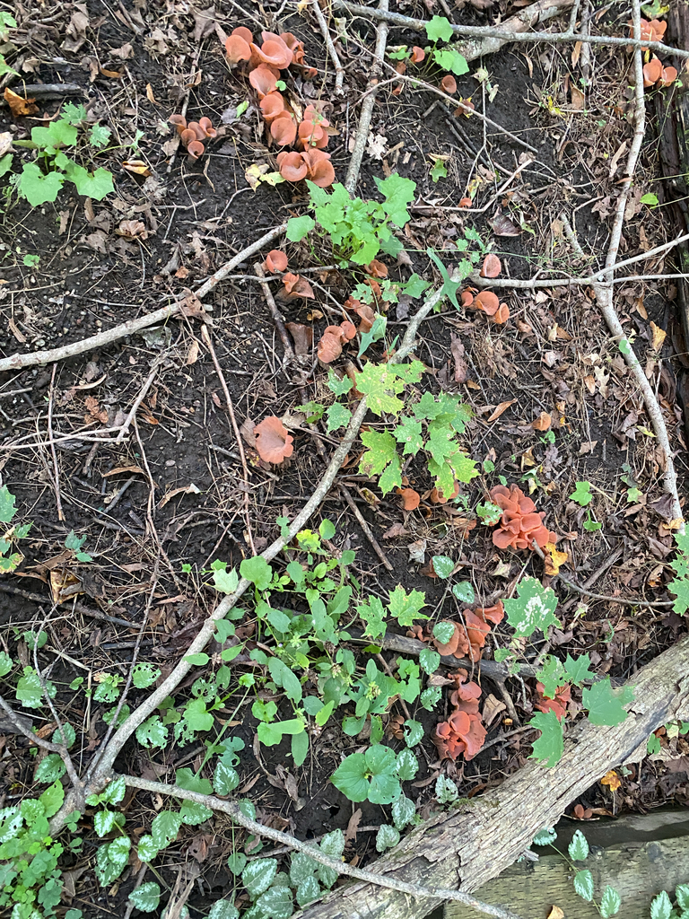 Apricot Jelly · September 2026 · photo: Photo: (c) Abby Ciona, some rights reserved (CC BY) · iNaturalist