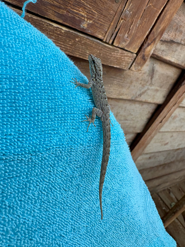 Middle Eastern Rock Gecko, Pristurus flavipunctatus