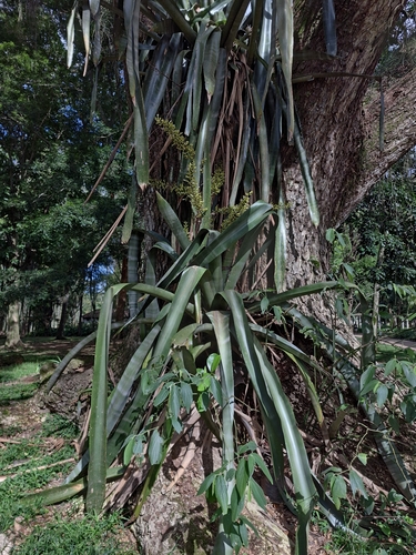 Aechmea floribunda (Aechmea floribunda)