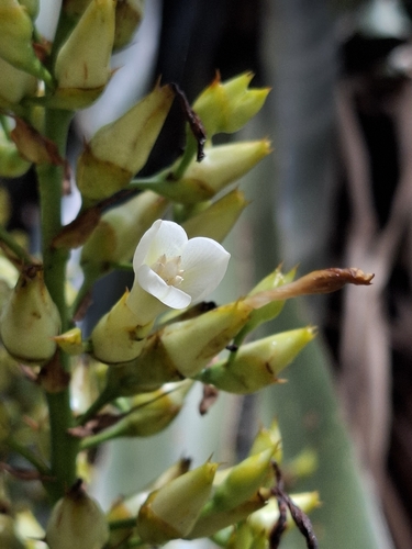 Aechmea floribunda, photograph 2