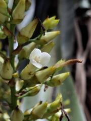Aechmea floribunda, photograph (c) Fabricio Carvalho da Silva, some rights reserved (CC BY)