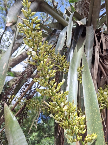 Aechmea floribunda, photograph 3