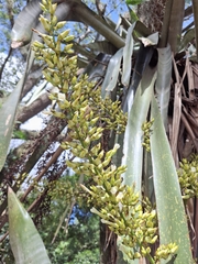 Aechmea floribunda, photograph (c) Fabricio Carvalho da Silva, some rights reserved (CC BY)