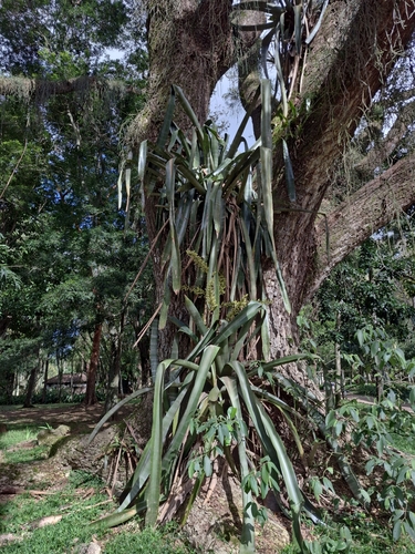 Aechmea floribunda, photograph 4