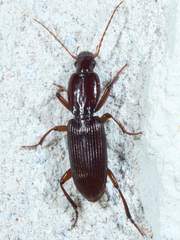 Stenomorphus