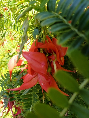Clianthus puniceus observed 2026-09-04