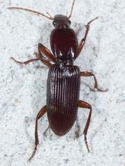 Stenomorphus