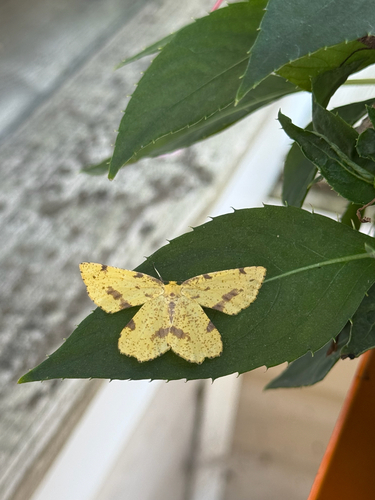 Crocus Geometer Moths