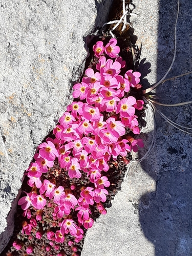 Image of Androsace ochotensis by (c) lauralaska66, some rights reserved (CC BY)