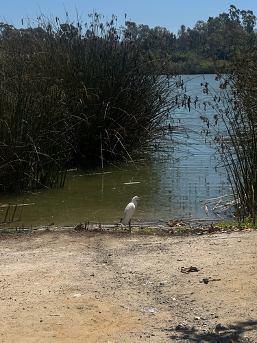 iNaturalist observation photo of Snowy Egret