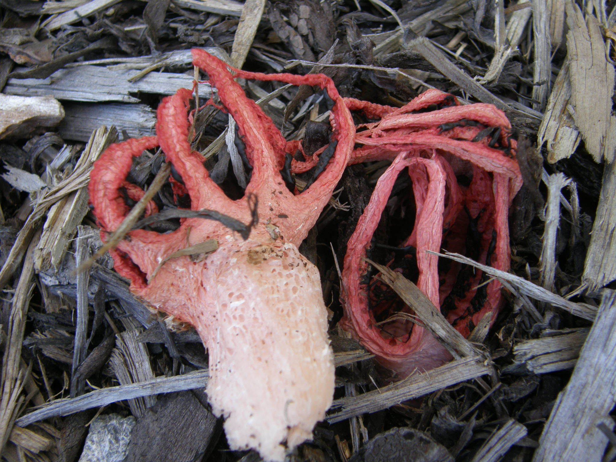 Clathrus archeri image