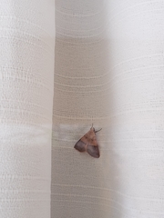 Hemeroplanis incusalis