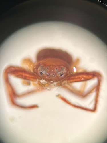 Black-banded Crab Spider