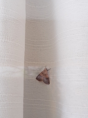 Hemeroplanis incusalis