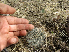 Mammillaria zephyranthoides