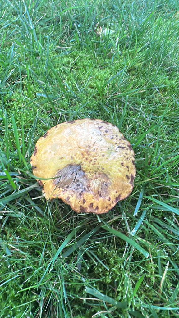 Chicken Fat Mushroom · September 2026 · photo: Photo: no rights reserved · iNaturalist