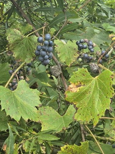 riverbank grape