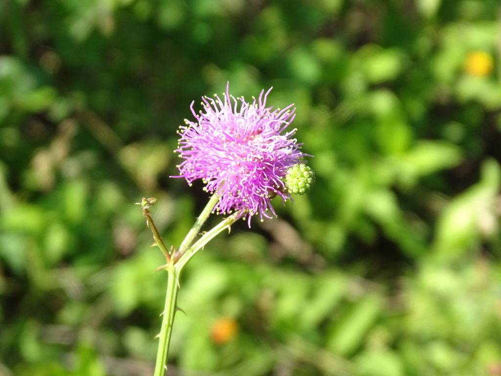 Mimosa candollei; photograph (c) Alexis López Hernández, some rights reserved (CC BY)