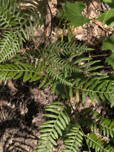 Tailed Bracken Fern