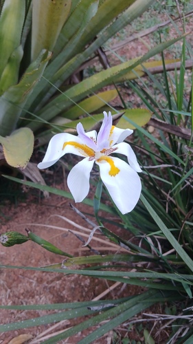 Large Fortnight Lily