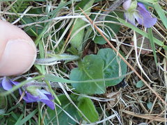 Viola fimbriatula