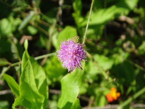 Mimosa candollei, photograph 1