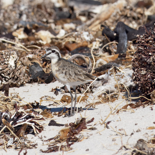 iNaturalist image