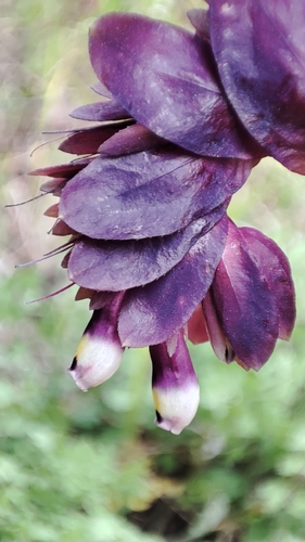 Cerinthe retorta