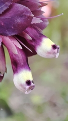 author not stated, no rights reserved Cerinthe retorta, photograph author not stated, no rights reserved