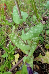 author not stated, no rights reserved Cerinthe retorta, photograph author not stated, no rights reserved