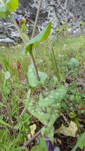 Cerinthe retorta, photograph 4