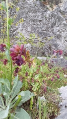 author not stated, no rights reserved Cerinthe retorta, photograph author not stated, no rights reserved