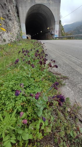 Cerinthe retorta, photograph 6