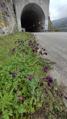 Cerinthe retorta, photograph author not stated, no rights reserved