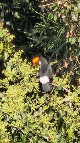 Toco Toucan