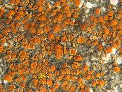 Polycauliona luteominia