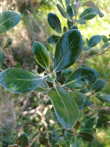 Olearia traversiorum observed 2026-09-04