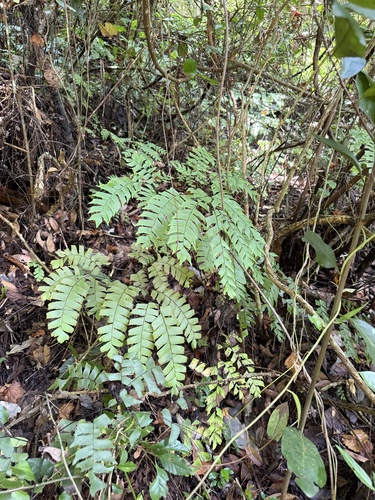 Adiantum trapeziforme observed 2026-09-03