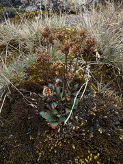 Micranthes nivalis