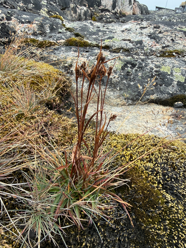 Luzula multiflora, photograph 2