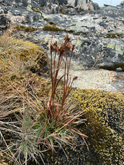 Luzula multiflora, photograph (c) Ingvild Riska, some rights reserved (CC BY)